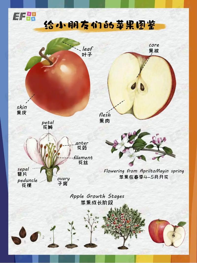 apple是什么意思