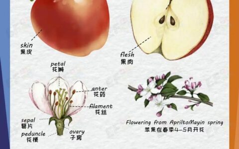 apple是什么意思