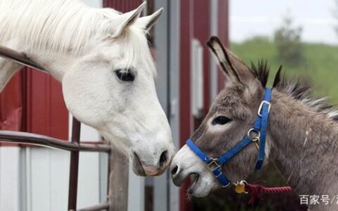 驴唇马嘴(详解)