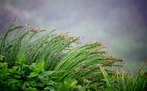 疾风劲草(详解)