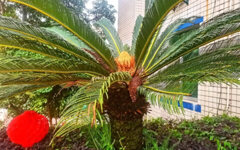 铁树花开的解释_用法_来源