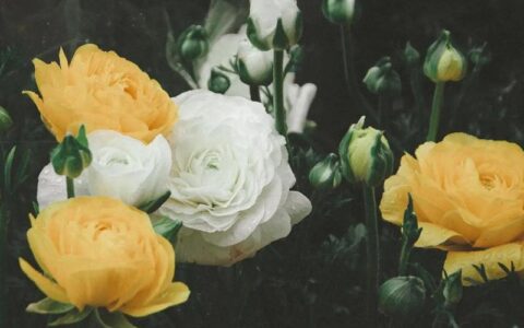 花下晒裈的释义_解释_出处