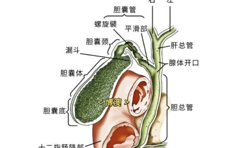 输肝剖胆的解释_用法_来源