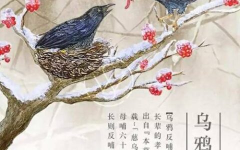 反哺之情的解释_意思_来源