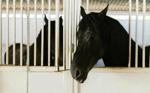 畜牧兽医专业怎么样？从乡村牧场到城市宠物医院，这个“冷门”专业的真实面貌
