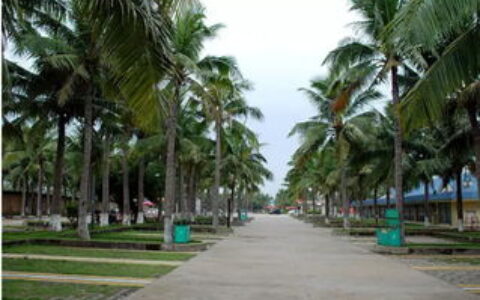 海南到底有多少所大学？别光数椰子树，这份高校版图请收好